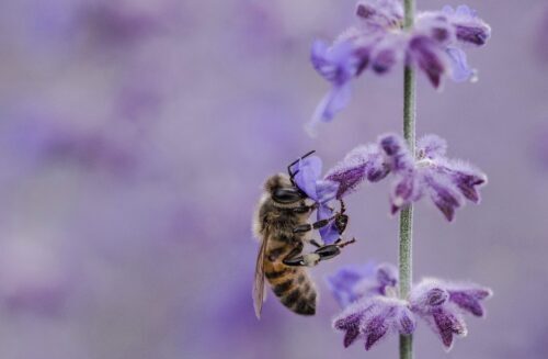 Aaron Burden photo of a bumble bee